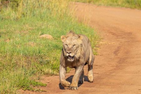 Pilanesberg Safari from Johannesburg