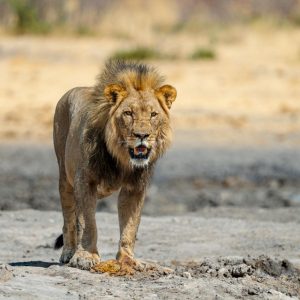Etosha vs Sossusvlei