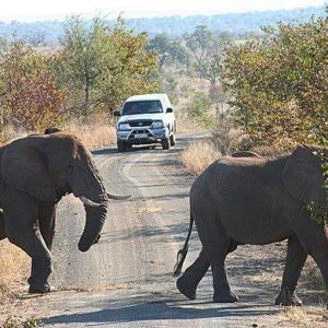 Self Drive vs Private Transfer to Kruger
