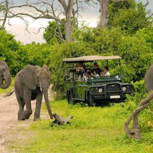 Cost of a 2–3 Day Safari in Botswana