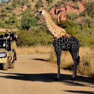 Travel Guide: Johannesburg to Pilanesberg