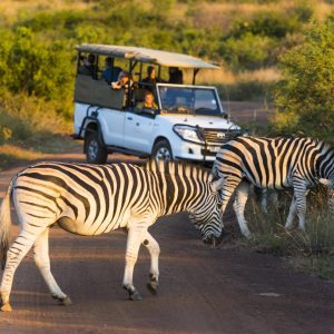 Travel Guide: Johannesburg to Pilanesberg
