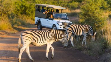 Travel Guide: Johannesburg to Pilanesberg