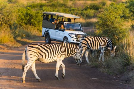 Travel Guide: Johannesburg to Pilanesberg