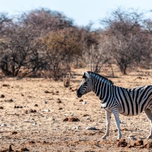 Is Etosha Worth Visiting for 2 Days