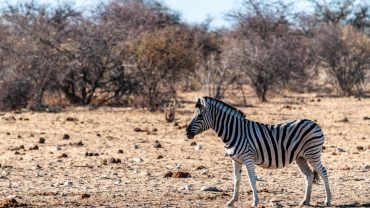Is Etosha Worth Visiting for 2 Days