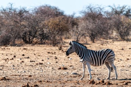 Is Etosha Worth Visiting for 2 Days