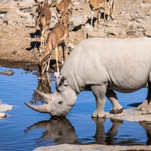 Etosha vs Sossusvlei
