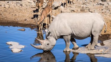 Etosha vs Sossusvlei