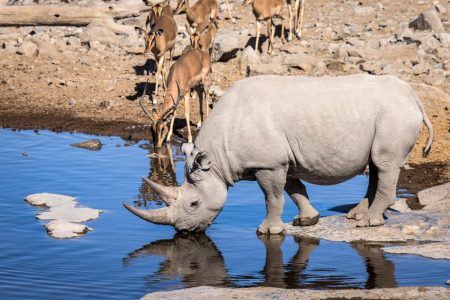 Etosha vs Sossusvlei