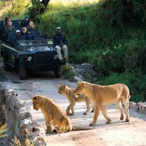 What Is the Safest Way to Travel Between Game Reserves