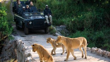 What Is the Safest Way to Travel Between Game Reserves