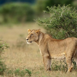 Lion in the Kruger