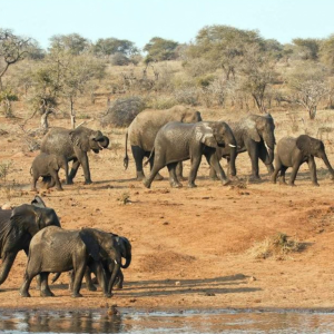 herd of elephants at a waterhole in the Kruger national Park