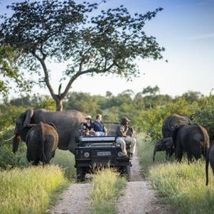 Budget vs Luxury Short Safari in South Africa